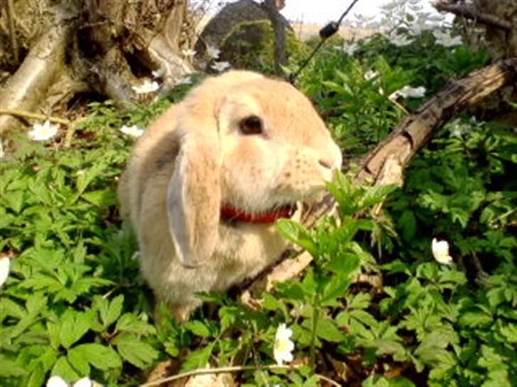 Kanin Nina  billede 13