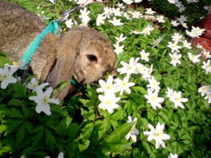 Kanin brownie billede 2