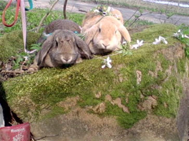 Kanin brownie billede 4