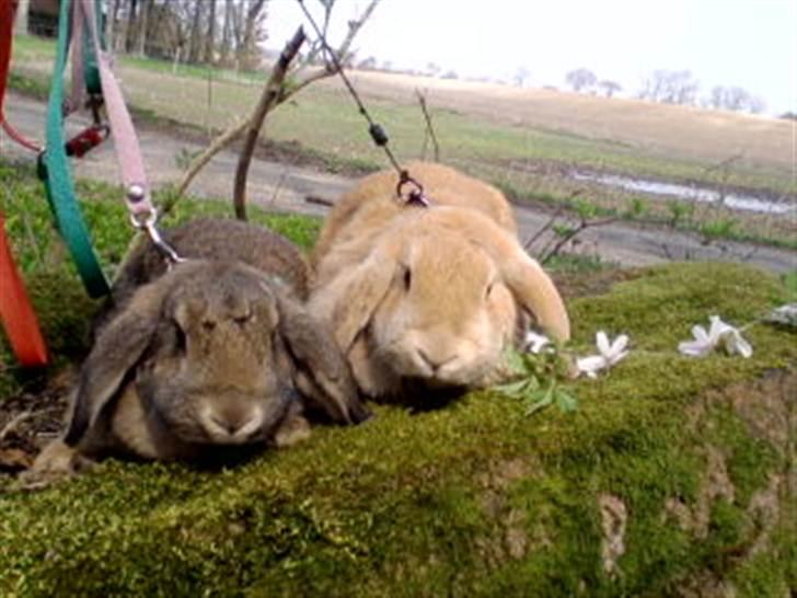 Kanin brownie billede 5