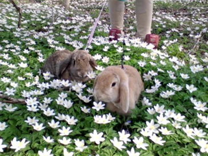 Kanin brownie billede 6