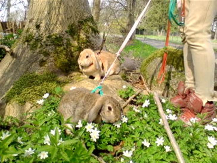 Kanin brownie billede 7