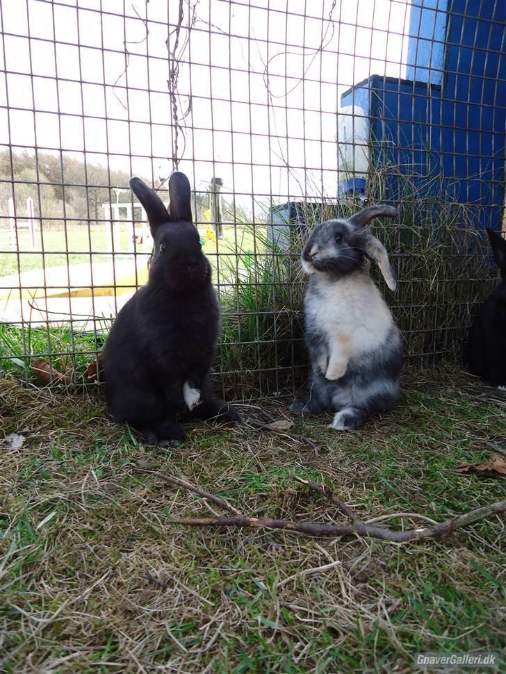 Kanin Sofiagaardens Rubber ball - Rut og hendes bror Palle:D (Taget af Sandra Bardevig) billede 10