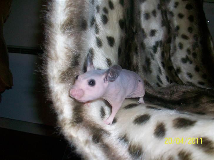 Hamster Hairless hamster - Betty. billede 1