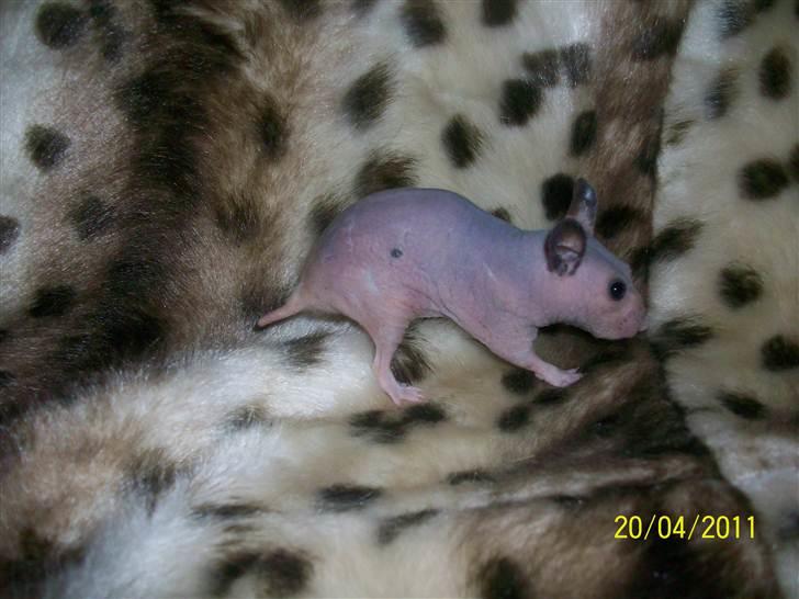 Hamster Hairless hamster - Betty. billede 3