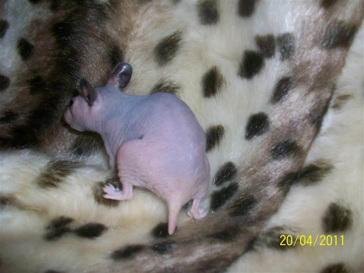 Hamster Hairless hamster - Betty. billede 4
