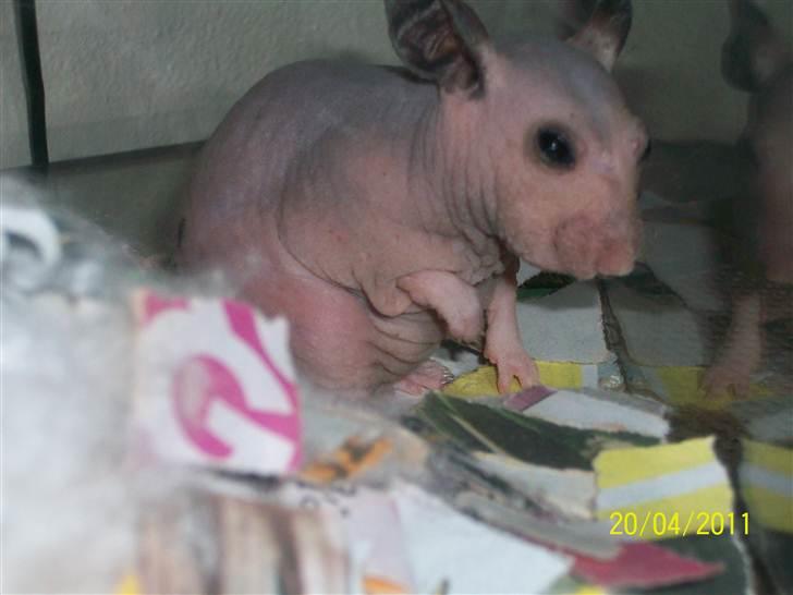 Hamster Hairless hamster - Betty. billede 5