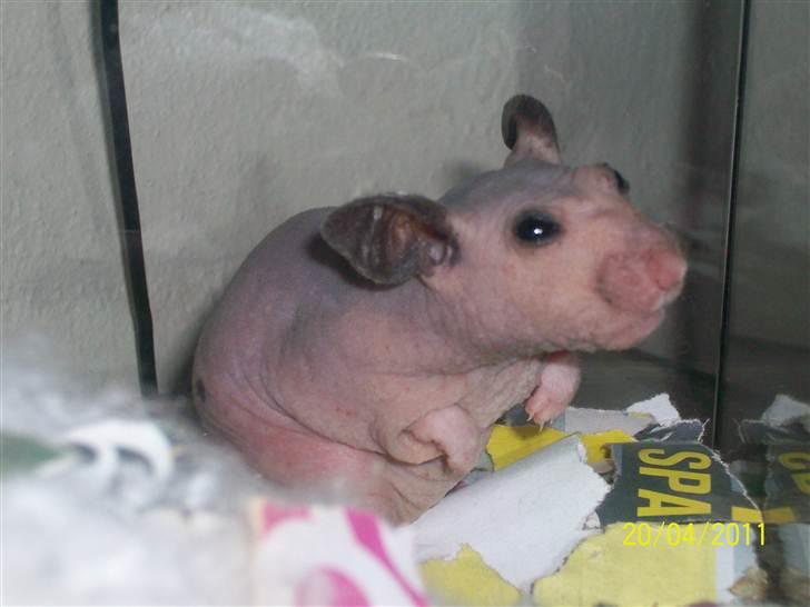 Hamster Hairless hamster - Betty. billede 7