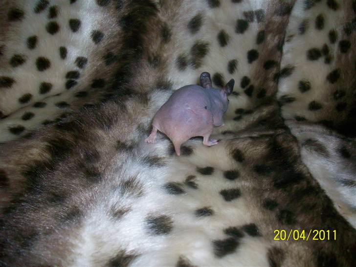 Hamster Hairless hamster - Betty. billede 8