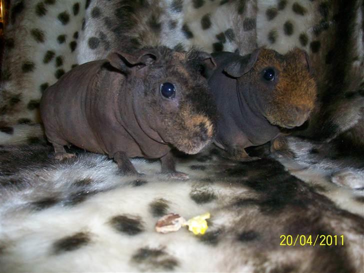 Marsvin Skinny - Coco billede 1