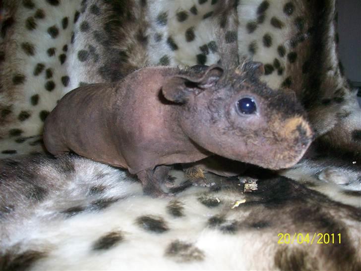 Marsvin Skinny - Coco billede 2