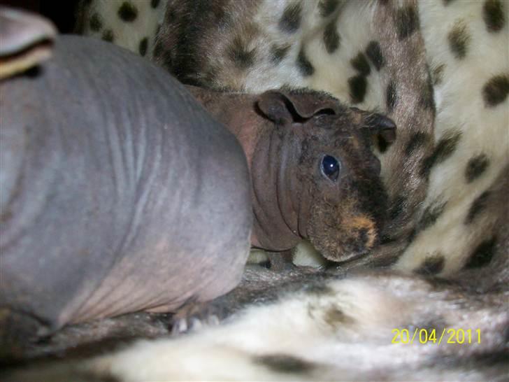 Marsvin Skinny - Coco billede 3