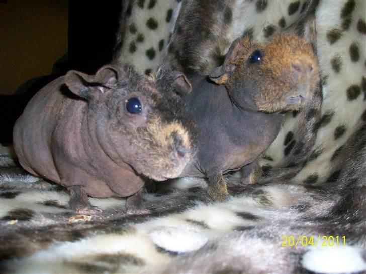 Marsvin Skinny - Coco billede 4