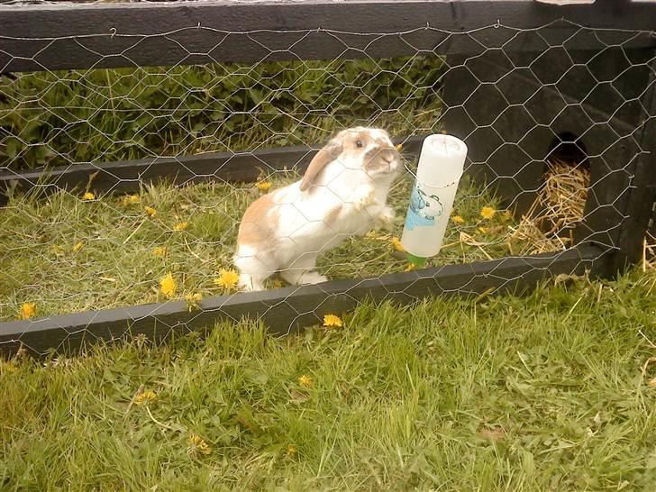 Kanin gnaske my lover boy - i dag skal jeg sove udenfor  for førstegang i år<3. billede 1