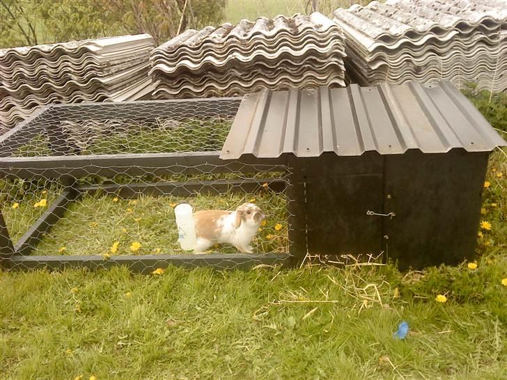 Kanin gnaske my lover boy - aaar det renner billede 2