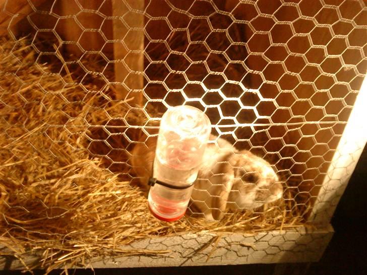 Kanin gnaske my lover boy - Nu er jeg inde i varmen igen  billede 4