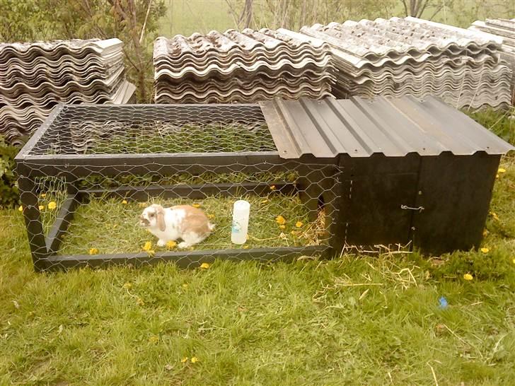 Kanin gnaske my lover boy - mmm lækkert græss billede 3