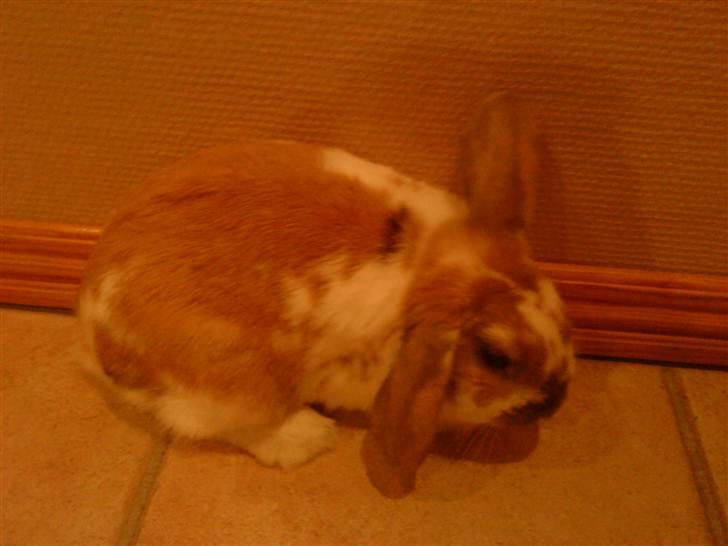 Kanin gnaske my lover boy - hvad er det jeg høre billede 5