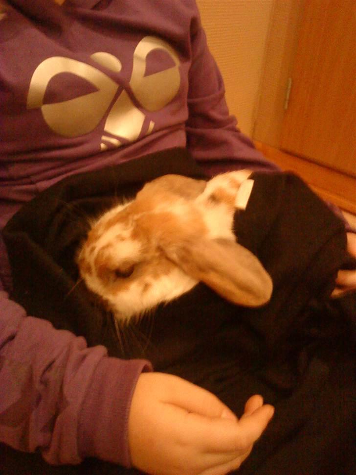 Kanin gnaske my lover boy - Det er'dejligt varmt under teppet billede 6