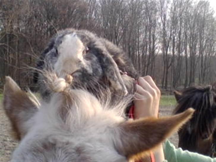 Kanin tokki kongen over alle:D - nuurh!! sidder på min ponys hoved, LALALAH HIhi!:D:) billede 1