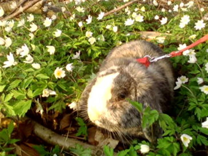 Kanin tokki kongen over alle:D - anemone kongen hhaha billede 2