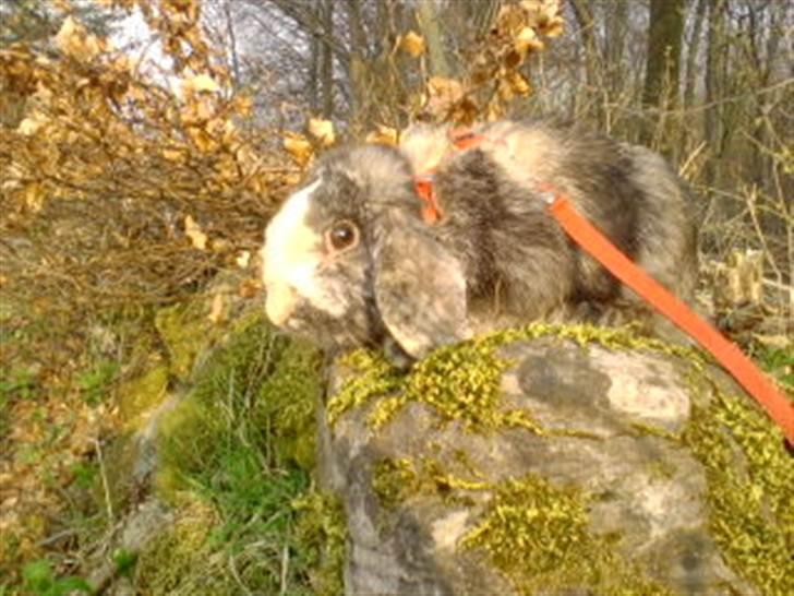 Kanin tokki kongen over alle:D - kigger ud over sit kongerige!!! billede 3