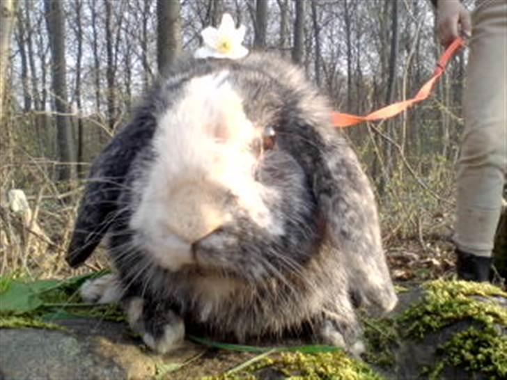 Kanin tokki kongen over alle:D - nuttetrolden!! billede 4