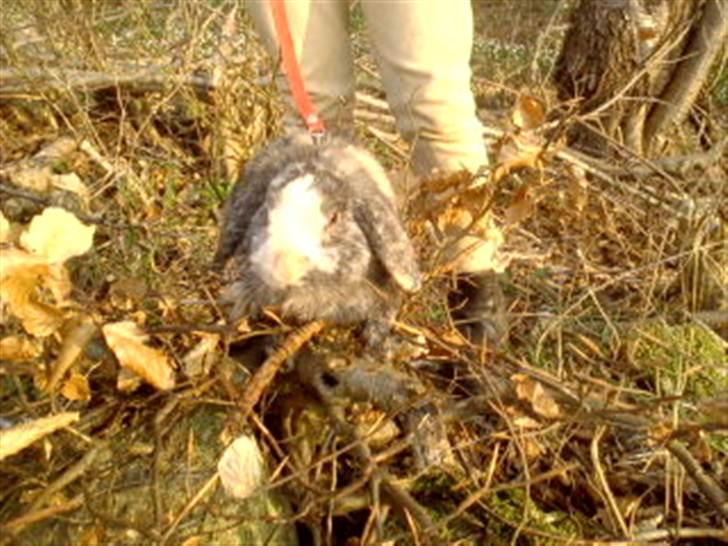 Kanin tokki kongen over alle:D - skov bunden er ikke lige hans element:D billede 5