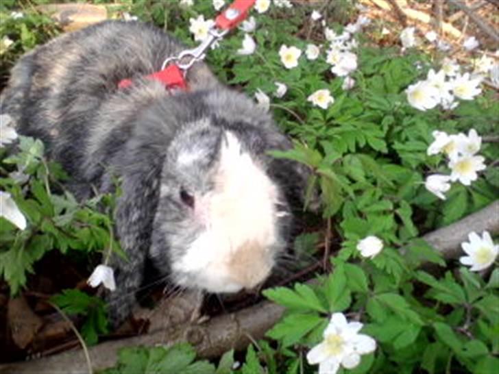 Kanin tokki kongen over alle:D - anemone kongen igen billede 6