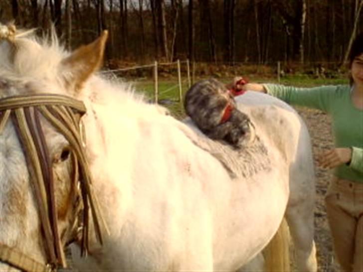 Kanin tokki kongen over alle:D - ridning er ikke lige frem det du er bedst til!!XD billede 7