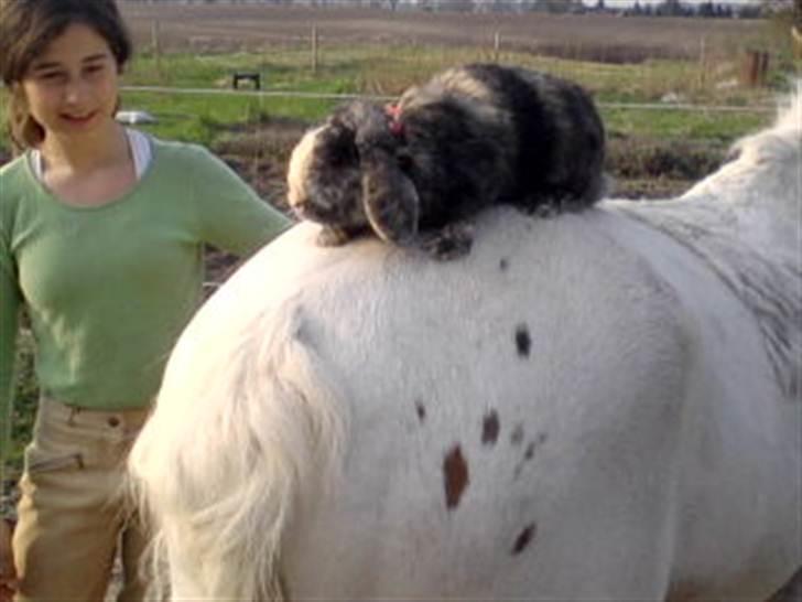 Kanin tokki kongen over alle:D - så sider vi lige baglæns ikke lige det sjoveste!! billede 8