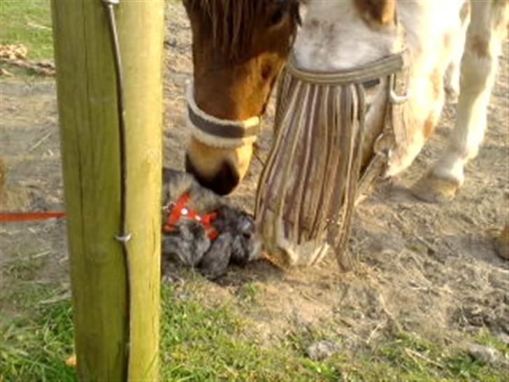 Kanin tokki kongen over alle:D - hilste lige på hestene billede 9