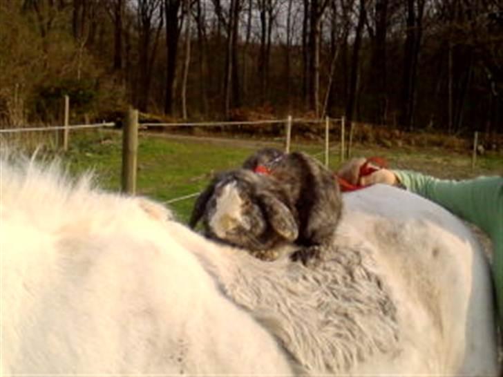 Kanin tokki kongen over alle:D - så rider vi igen billede 10