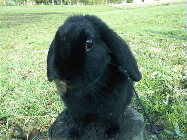 Kanin princess billede 1