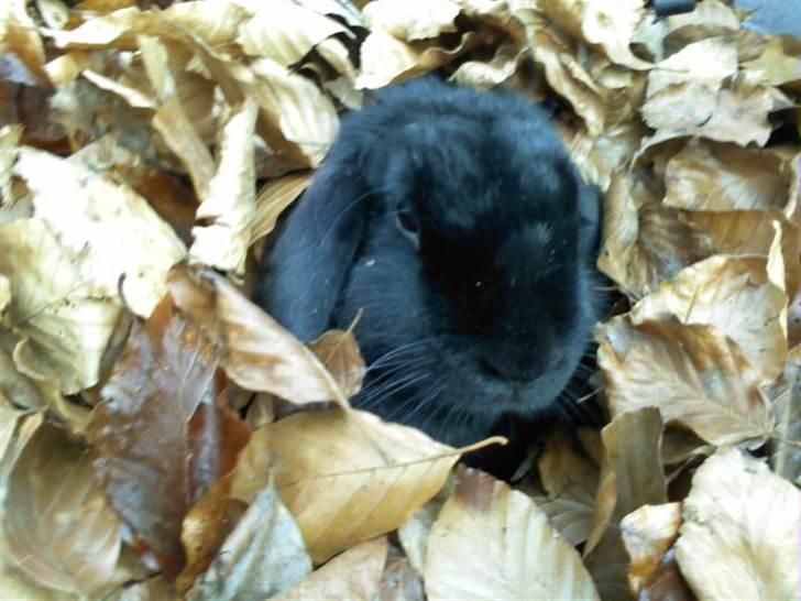 Kanin princess billede 2