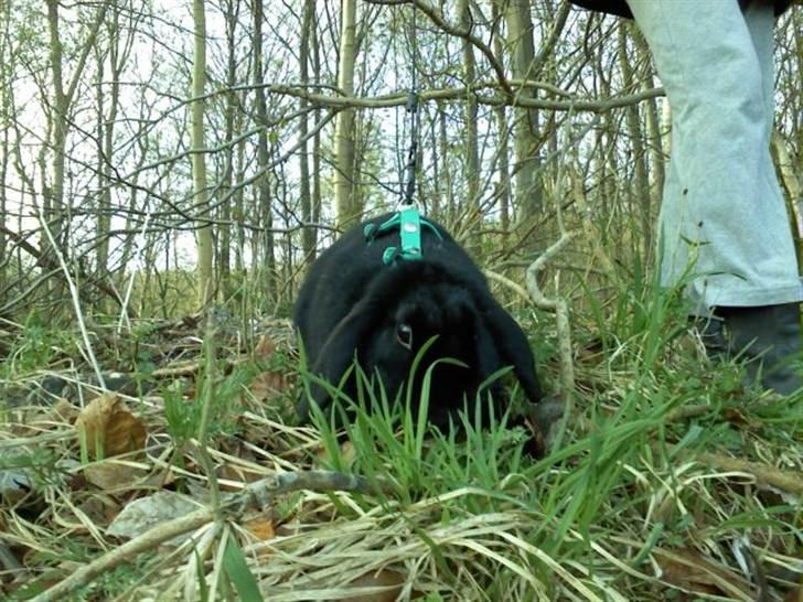 Kanin princess billede 3