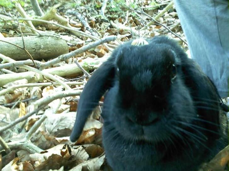 Kanin princess billede 7