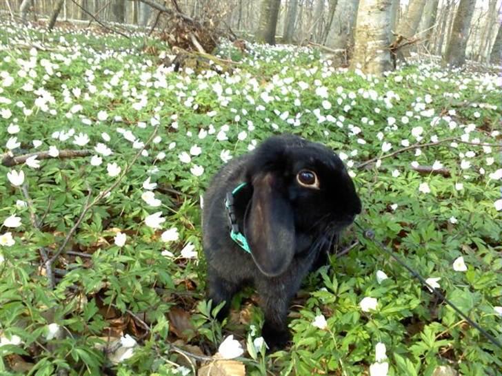 Kanin princess billede 8