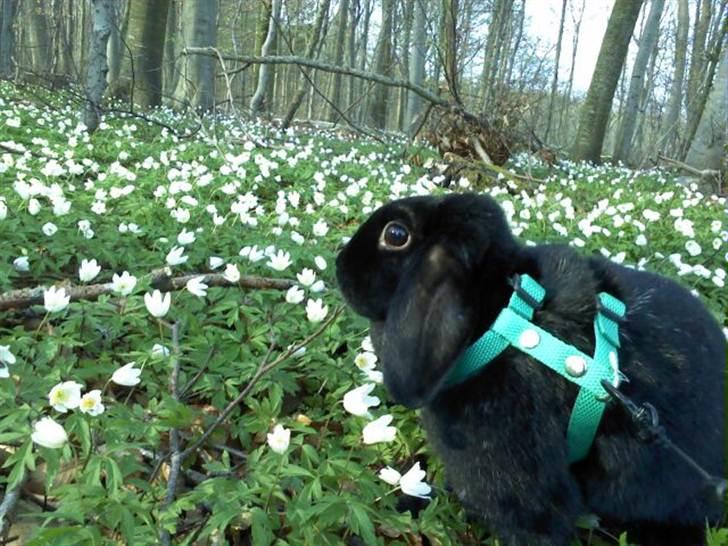 Kanin princess billede 9