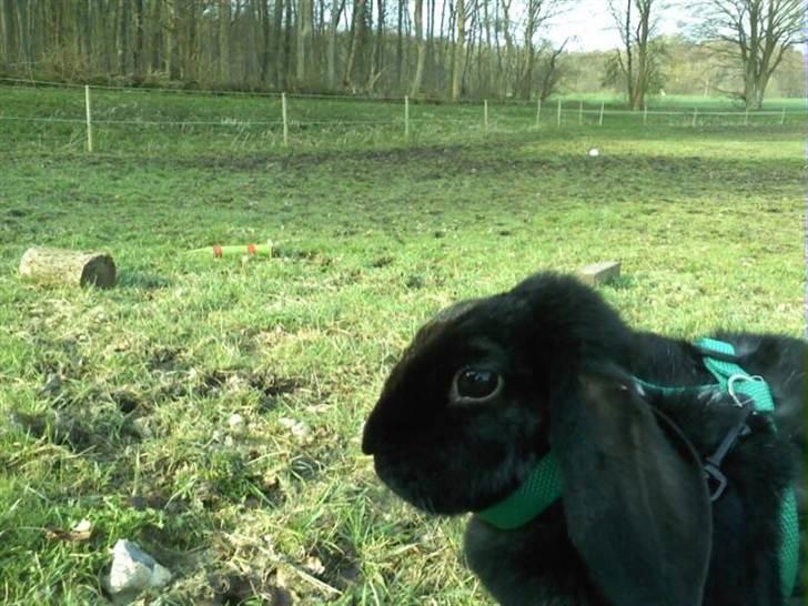 Kanin princess billede 11