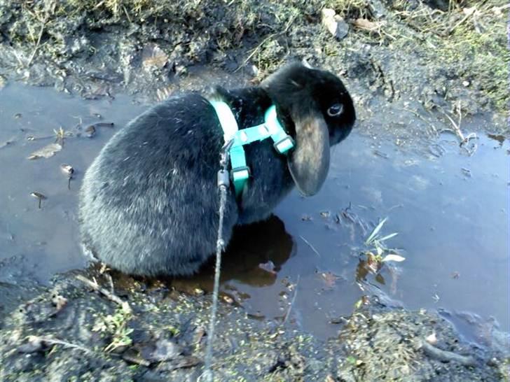 Kanin princess billede 12