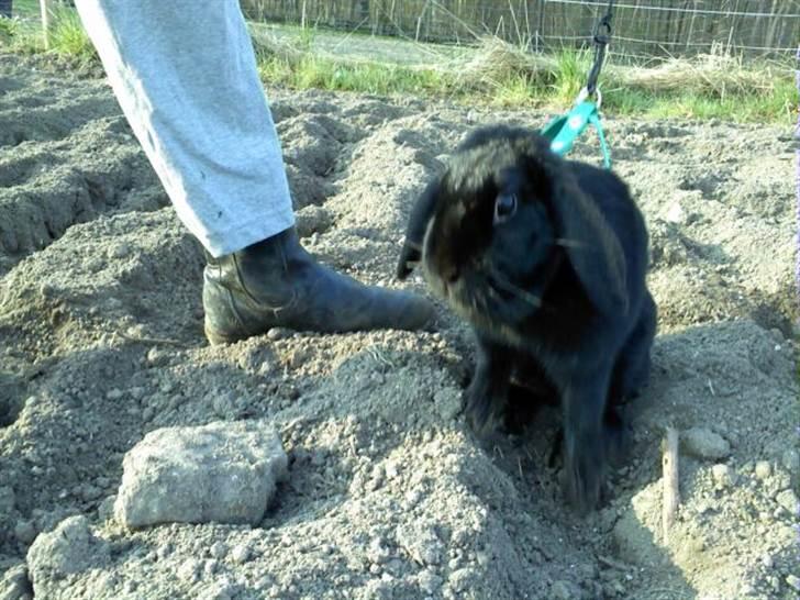 Kanin princess billede 13