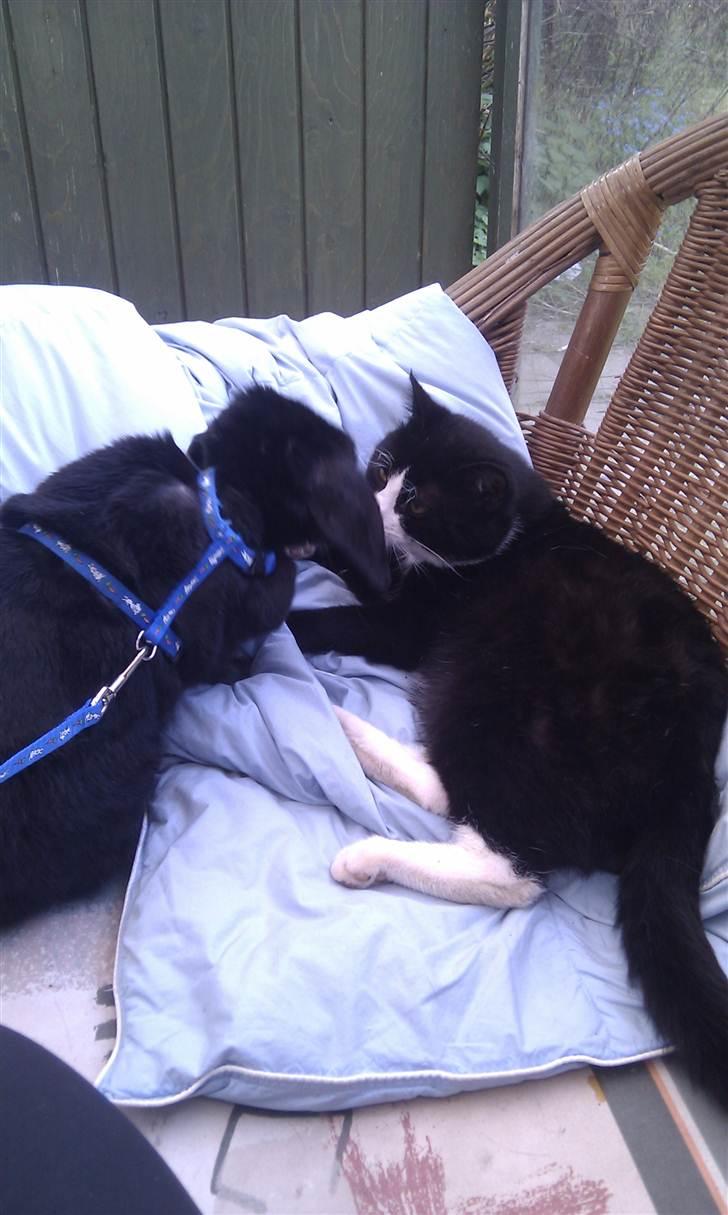 Kanin Nadia - her ligge jeg sammen med en kat som hedde ballu er vi ikke søde sammen billede 9