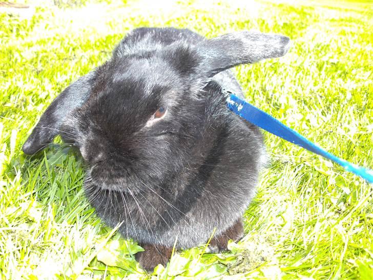 Kanin Nadia - hejsa i hvor er det et find veje ude for løbe let runget  billede 10