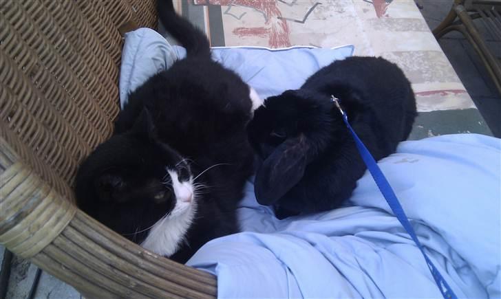 Kanin Nadia - ballu vil ikke lege med mig jeg vil gange lege med ham  billede 11