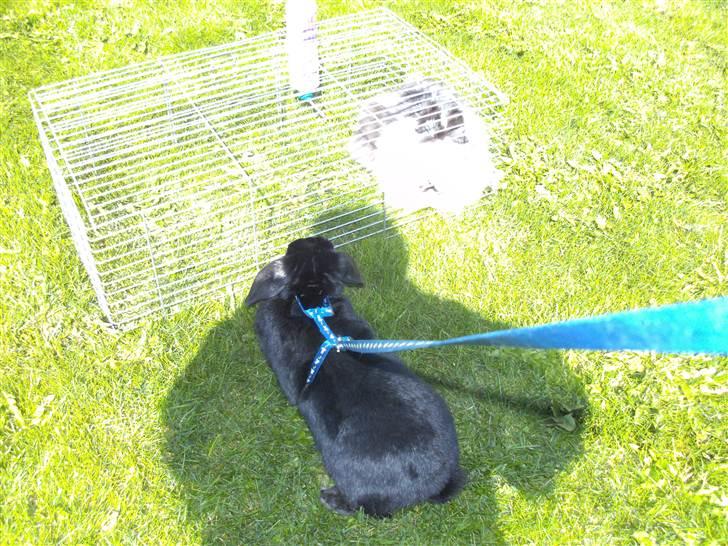 Kanin Nadia - hvad er det for en kaninen hinde kan jeg ikke lige  billede 12