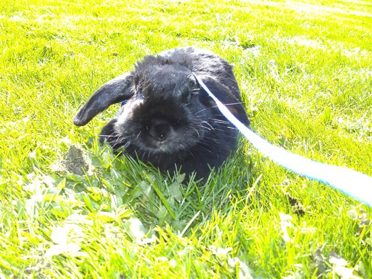 Kanin Nadia - så blive jeg træn så vil jeg ligge on nyde solen  billede 13