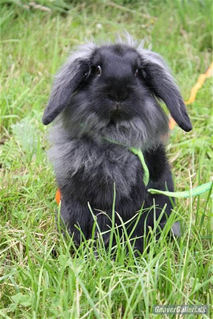Kanin Flex. - Velkommen til Flex´s profil. BIlled lånt x3. billede 1