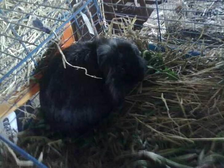 Kanin Flex. - I buret, lige da jeg har sat ham i. billede 3