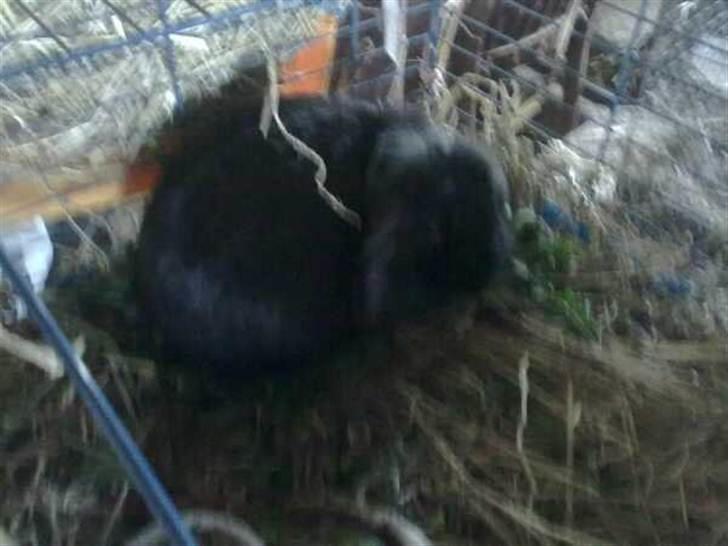 Kanin Flex. - I buret. billede 4